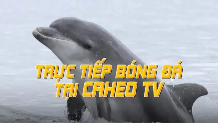 Caheotv - Kênh cung cấp đa dạng bộ môn thể thao